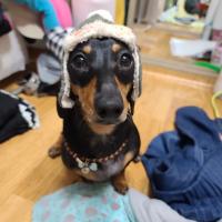 순금돼지