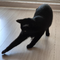 스마일나무